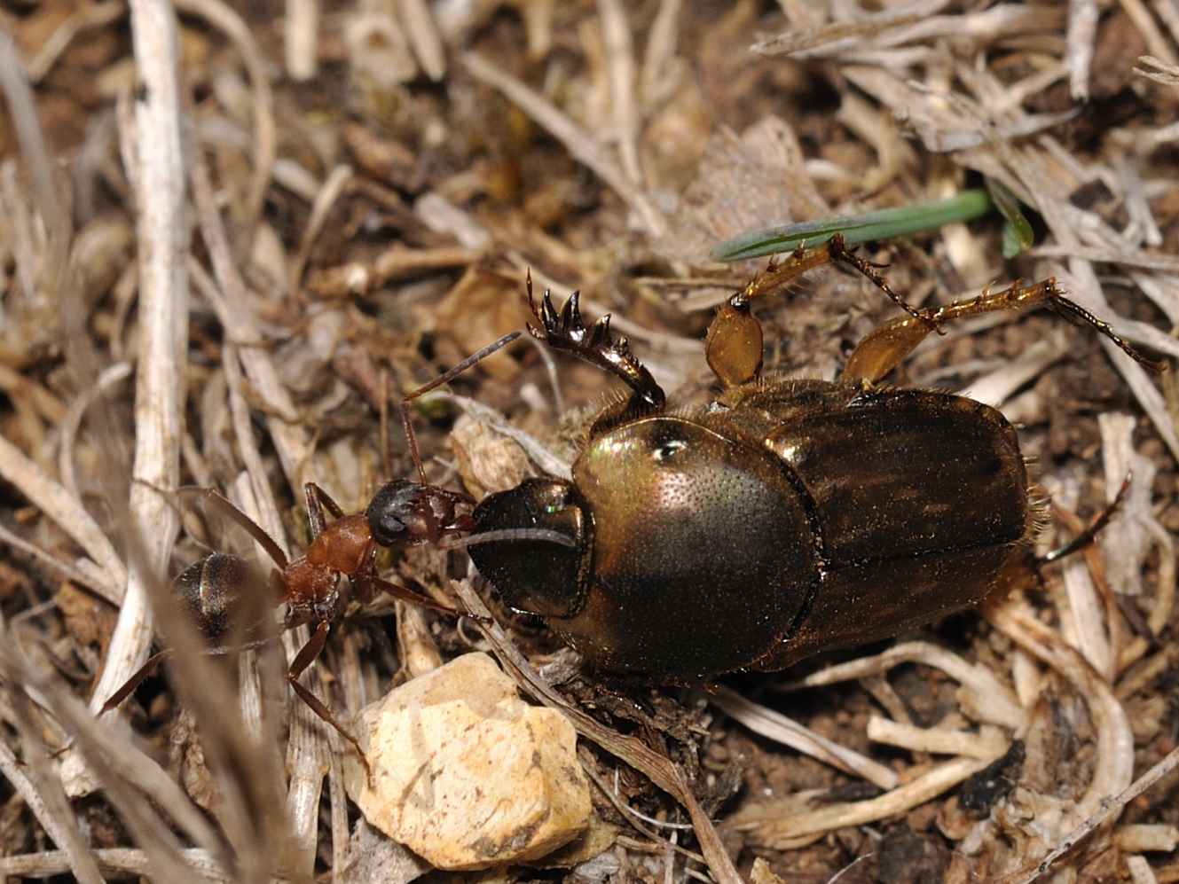 Formica (rufibarbis o clara) che trasporta un Ontophagus sp.